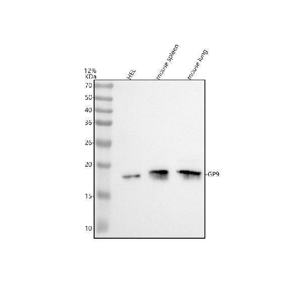 a04595 1 cd42a gp9 primary antibodies wb testing 1