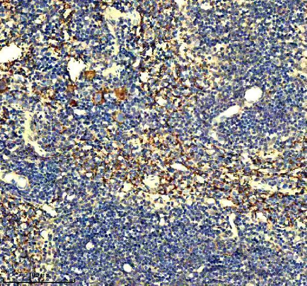 a04595 2 cd42a gp9 primary antibodies ihc testing 1