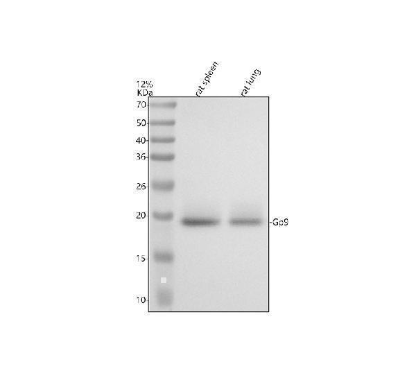 a04595 2 cd42a gp9 primary antibodies wb testing 1
