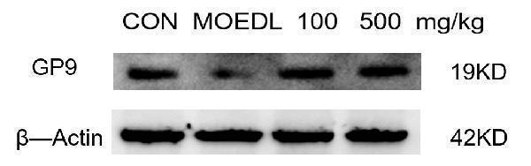 a04595 2 cd42a gp9 primary antibodies wb testing 2