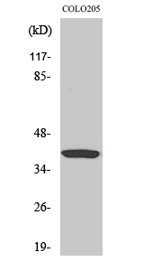 a04598 1 gnat1 primary antibodies wb testing 2