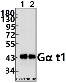 Western blot (WB) analysis of Gα t1 (M104) pAb at 1:500 dilution
Lane1:The Eye tissue lysate of Mouse(20ug)
Lane2:The Eye tissue lysate of Rat(20ug)