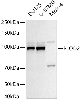 a04601 plod2 primary antiboties wb testing 1