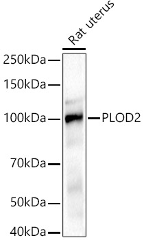 a04601 plod2 primary antiboties wb testing 2