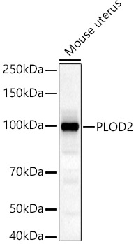 a04601 plod2 primary antiboties wb testing 3