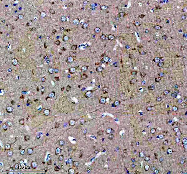 a04604 1 eif5b primary antibodies ihc testing 4