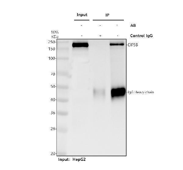 a04604 1 eif5b primary antibodies ip testing 1