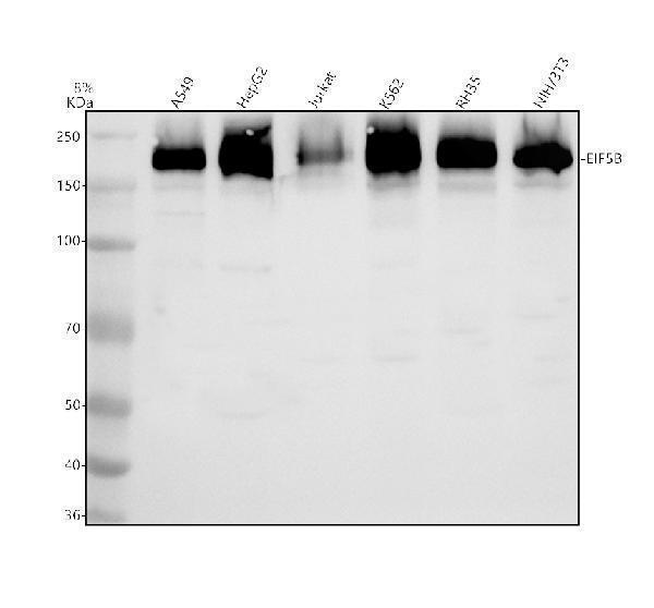 a04604 1 eif5b primary antibodies wb testing 1
