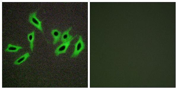 Immunofluorescence analysis of HepG2 cells, using Heparin Cofactor II Antibody