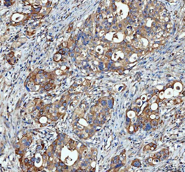 a04608 1 sgsh primary antibodies ihc testing 1