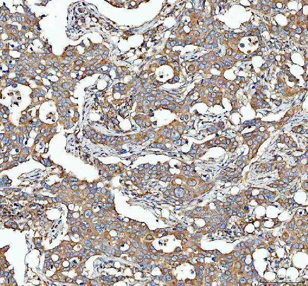 a04608 1 sgsh primary antibodies ihc testing 4