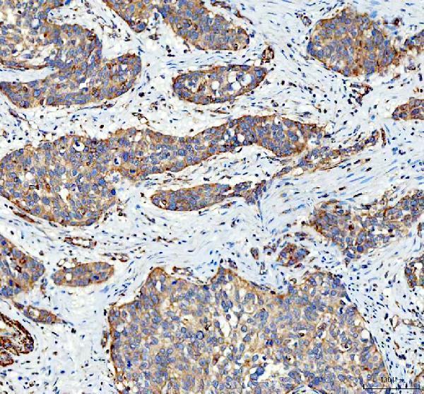 a04608 1 sgsh primary antibodies ihc testing 5