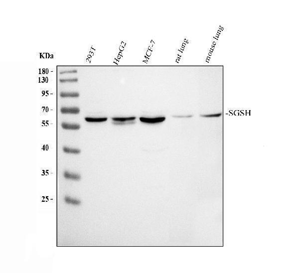 a04608 1 sgsh primary antibodies wb testing 1_1