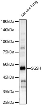 a04608 sgsh primary antiboties wb testing 1