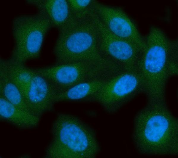  IF analysis of MPST using anti-MPST antibody (A04609-1)