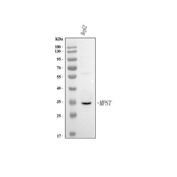  Western blot analysis of MPST using anti-MPST antibody (A04609-1)