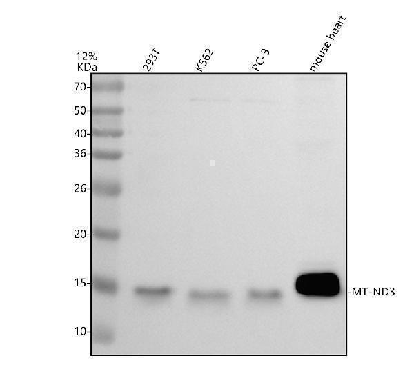 Western blot analysis of ND3/MT-ND3 using anti-ND3/MT-ND3 antibody (A04611-1)