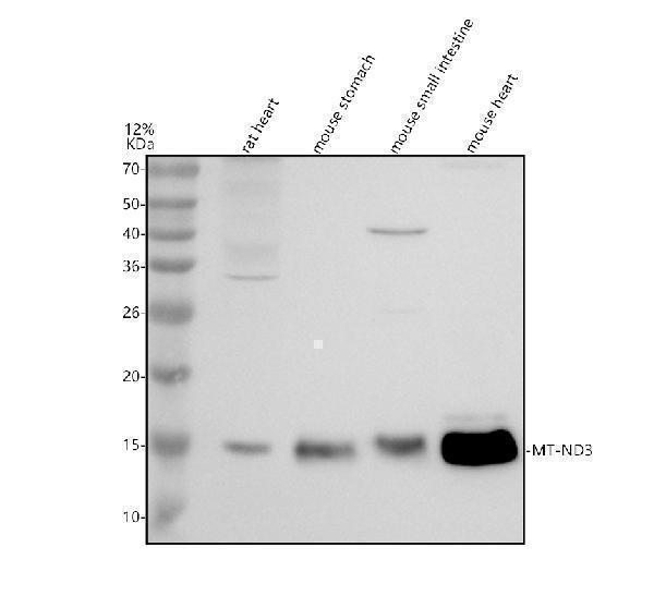 Western blot analysis of ND3/MT-ND3 using anti-ND3/MT-ND3 antibody (A04611-2)