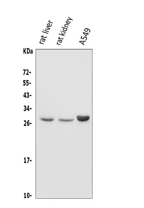 a04612 dio1 primary antibodies wb testing 1