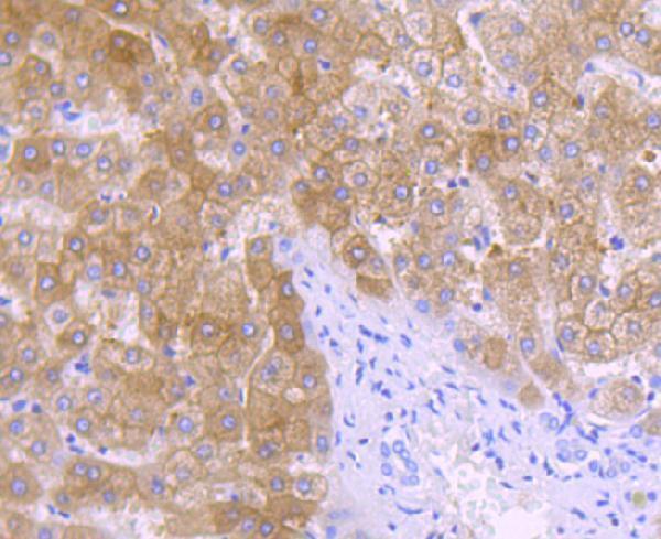 Immunohistochemical analysis of paraffin-embedded human liver tissue using anti-ALDH1L1 antibody