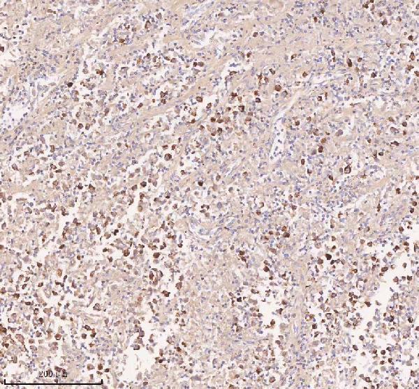 a04616 1 irs4 primary antibodies ihc testing 10