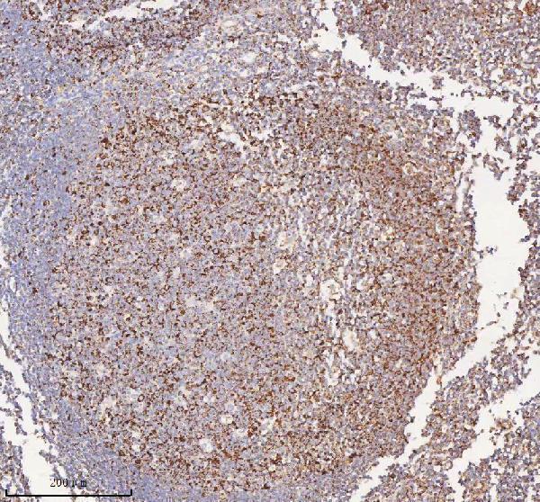 a04616 1 irs4 primary antibodies ihc testing 14