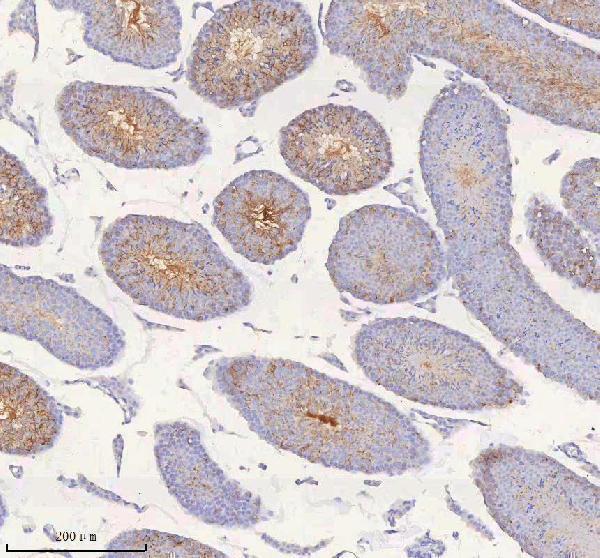a04616 1 irs4 primary antibodies ihc testing 16