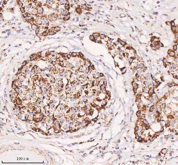 a04616 1 irs4 primary antibodies ihc testing 5