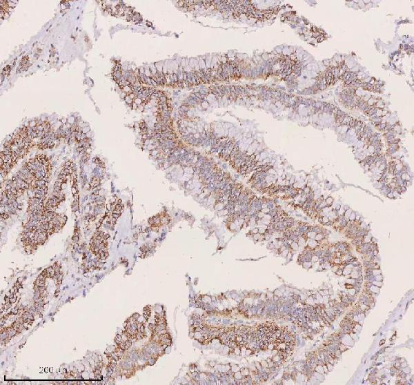 a04616 1 irs4 primary antibodies ihc testing 6