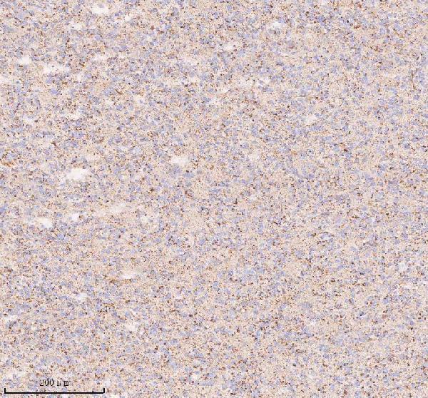 a04616 1 irs4 primary antibodies ihc testing 8
