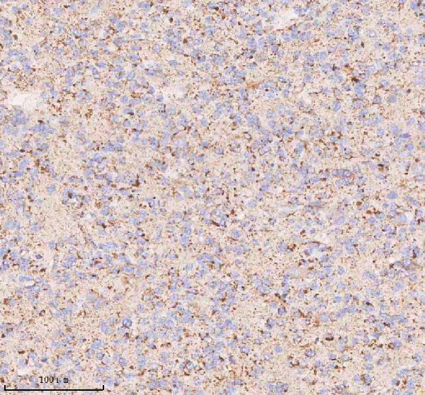 a04616 1 irs4 primary antibodies ihc testing 9_1