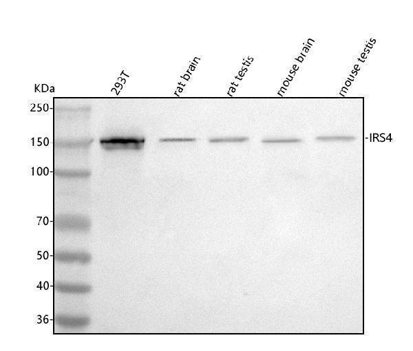  Western blot analysis of IRS4 using anti-IRS4 antibody (A04616-1)