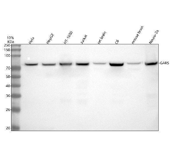 a04618 1 gars gars1 primary antibodies wb testing 1