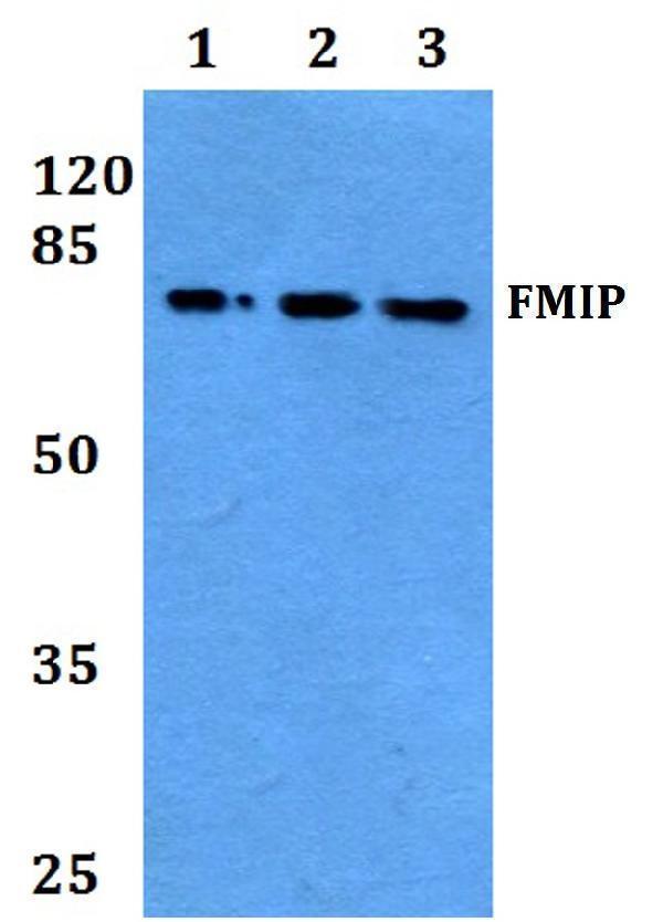 Western blot (WB) analysis of FMIP (E602) polyclonal antibody at 1:500 dilution
Lane1:Hela whole cell lysate
Lane2:NIH-3T3 whole cell lysate
Lane3:PC12 whole cell lysate
