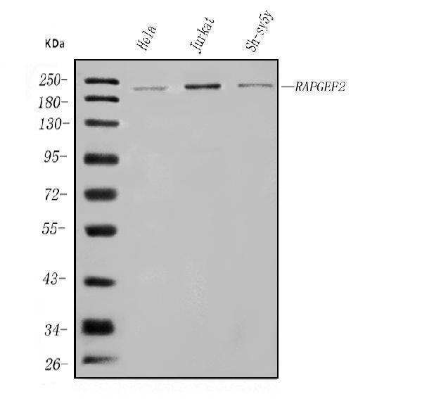 a04621 1 rapgef2 primary antibodies wb testing 1