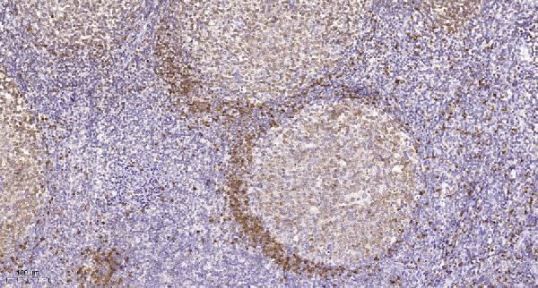 Immunohistochemical analysis of paraffin-embedded human tonsil