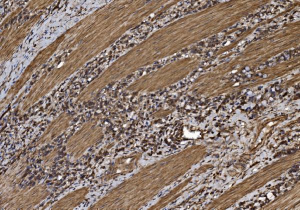 a04623 2 eif5 primary antibodies ihc testing 4