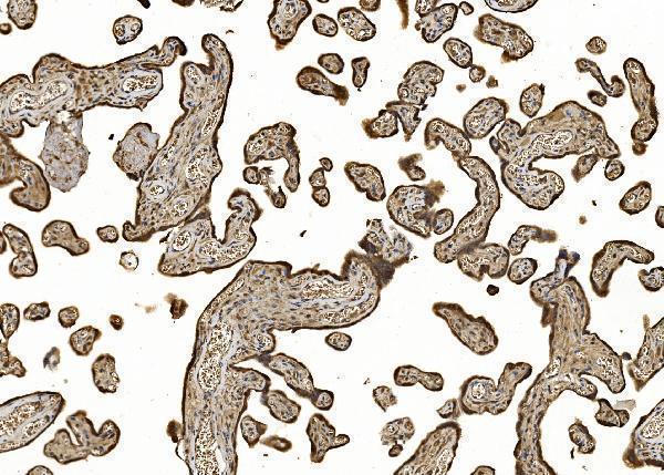 a04623 2 eif5 primary antibodies ihc testing 7