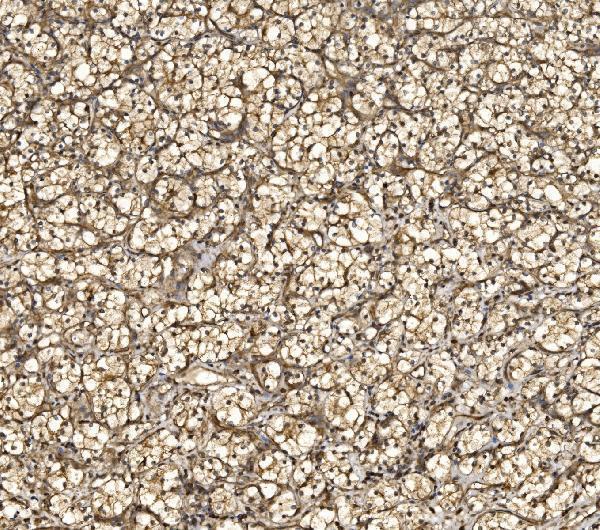 a04623 2 eif5 primary antibodies ihc testing 8