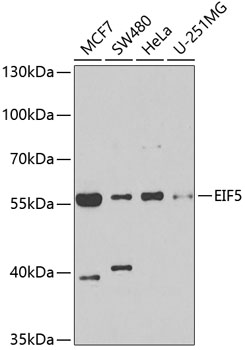 a04623 eif5 primary antiboties wb testing 1