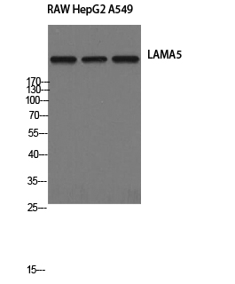 a04624 lama5 primary antibodyes wb testing 1