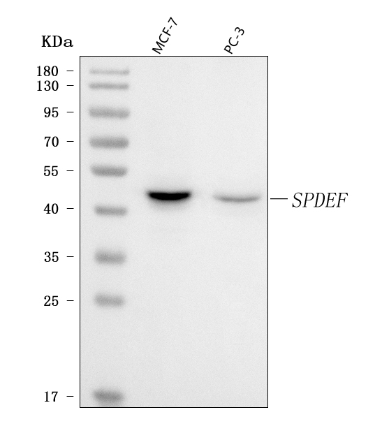 a04625 1 spdef primary antibodies wb testing 1