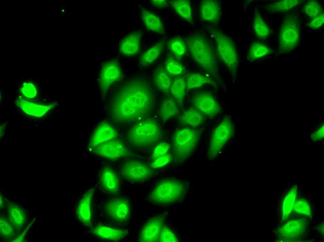 Immunofluorescence analysis of MCF7 cells using SPDEF antibody 