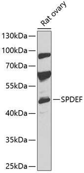 Western blot analysis of extracts of rat ovary, using SPDEF antibody  at 1:1000 dilution