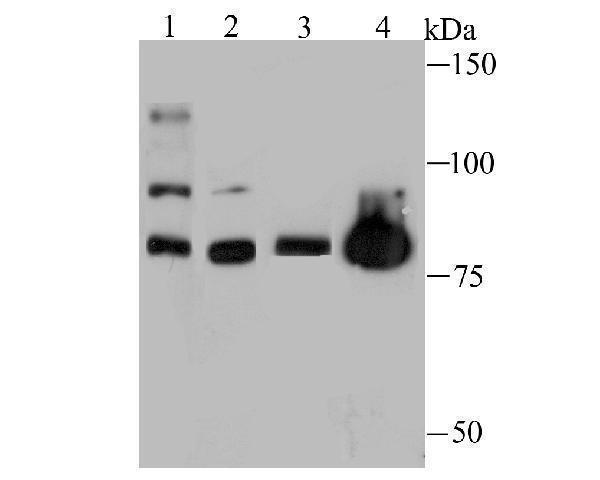 a04626 1 thoc1 primary antiboties wb testing 1