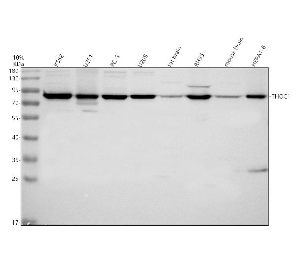 Western blot analysis of THOC1 using anti-THOC1 antibody (A04626-2)