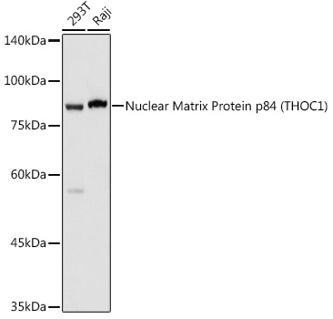 a04626 thoc1 primary antiboties wb testing 1