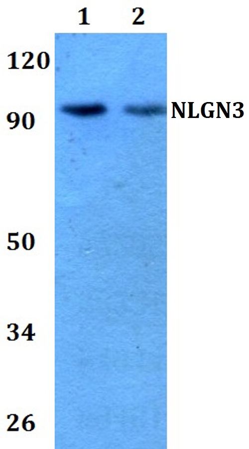 a04627 nlgn3 primary antiboties wb testing 1