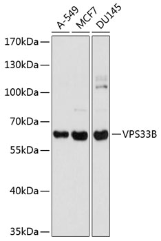 Western blot analysis of extracts of various cell lines, using VPS33B antibody  at 1:1000 dilution