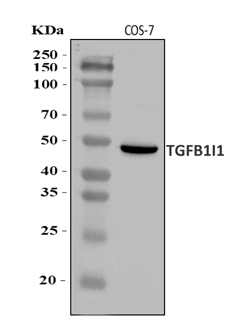 a04630 2 tgfb1i1 primary antibodies wb testing 1